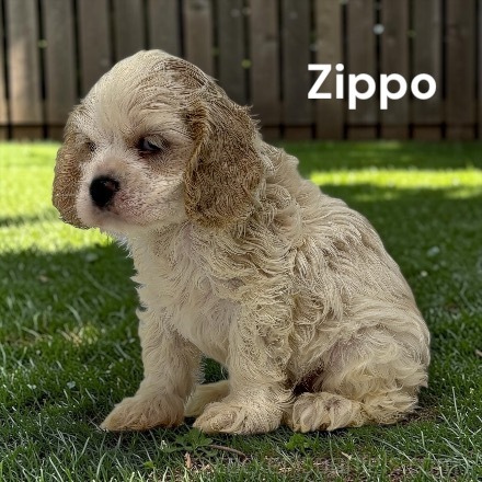 puppy, for, sale, Cocker Spaniel, Joe & Cherri  Overlease, dog, breeder, Miller, MO, dog-breeder, puppy-for-sale, forsale, nearby, find, puppyfind, locator, puppylocator, aca